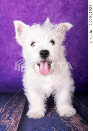 West Highland White Terrier puppy on a purple background in studio 110911922