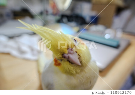 インコ オウム いんこ 110912170