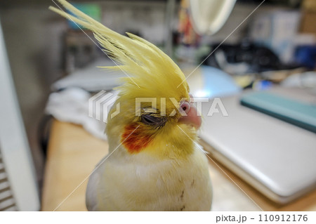 インコ オウム いんこ 110912176