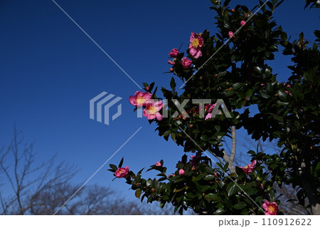 サザンカ（山茶花）の花・ツバキは花ごと落花するがサザンカは花びらが一枚づつ散る。 110912622