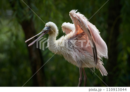 Portrait of Roseate Spoonbill also known as Platalea Ajaja preening its feathers 110913044