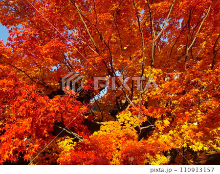 東福寺塔頭勝林寺 東福寺塔頭勝林寺 110913157
