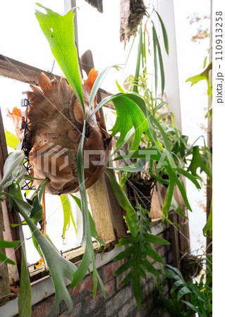 観葉植物 鹿 シカ 110913258