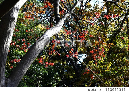 ハゼノキの紅葉・ハゼモミジ 110913311