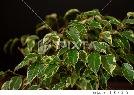 Beautiful lush houseplant Ficus benjamina, commonly known as weeping fig, benjamin fig or ficus tree growing in modern home room. Beautiful lush houseplant Ficus benjamina, commonly known as weeping fig, benjamin fig or ficus tree growing in modern home room. 110913359