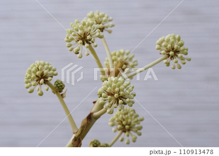 ヤツデの花・昆虫に蜜を提供し受粉する虫媒花 110913478