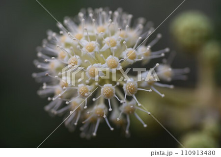 ヤツデの花・昆虫に蜜を提供し受粉する虫媒花 110913480