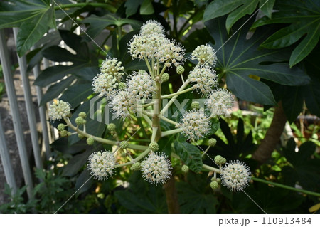 ヤツデの花・昆虫に蜜を提供し受粉する虫媒花 ヤツデの花・昆虫に蜜を提供し受粉する虫媒花 110913484