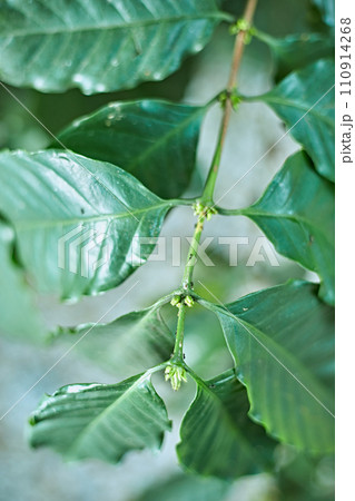 Coffee tree in coffee plantation on the mountain 110914268