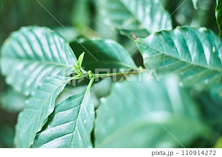 Coffee tree in coffee plantation on the mountain Coffee tree in coffee plantation on the mountain 110914272