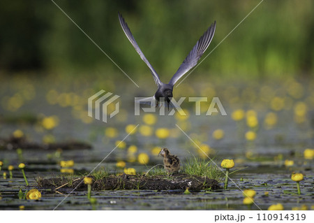 Black tern (Chlidonias niger) is feeding a juvenile Black tern (Chlidonias niger) is feeding a juvenile 110914319