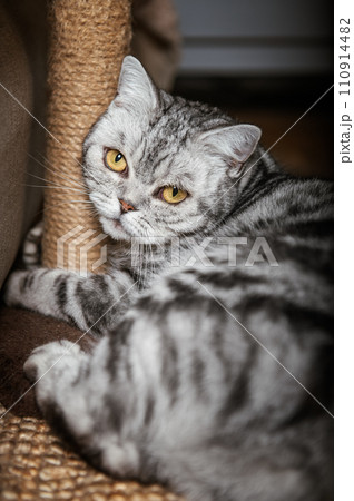 British shorthair silver tabby catの写真素材 [110914482] - PIXTA