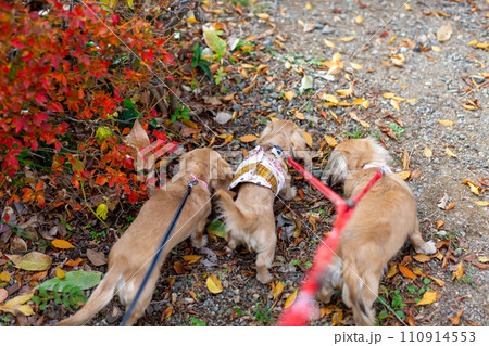 公園で散歩をするダックスフンド 110914553