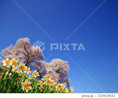 青空に映える満開の桜 110914631