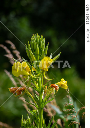 Yellow evening primrose Oenothera biennis, medicine plant for cosmetics, skin care and eczema 110914980