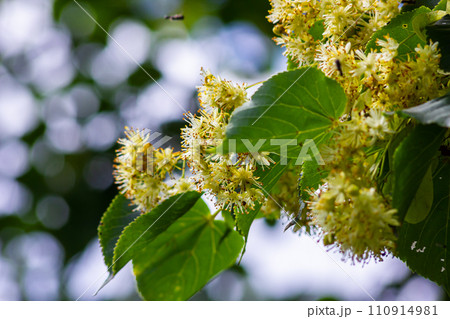 Tilia cordata linden tree branches in bloom, springtime flowering small leaved lime, green leaves in spring daylight 110914981