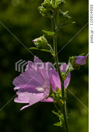 Flower close-up of Malva alcea greater musk, cut leaved, vervain or hollyhock mallow, on soft blurry green grass background Flower close-up of Malva alcea greater musk, cut leaved, vervain or hollyhock mallow, on soft blurry green grass background 110914998