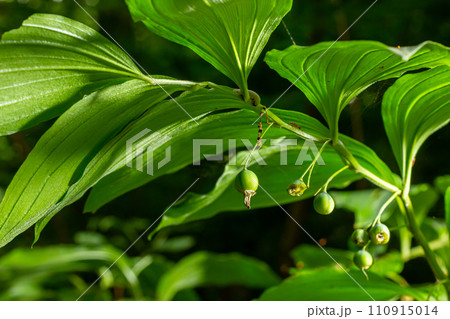 Unripe berries of Angular Solomon's seal also known as Scented Solomon's seal, Polygonatum odoratum Unripe berries of Angular Solomon's seal also known as Scented Solomon's seal, Polygonatum odoratum 110915014