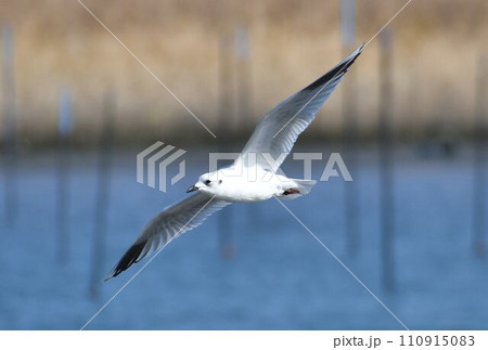 餌を探すズグロカモメ 110915083