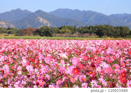 満開のコスモス畑 110915480