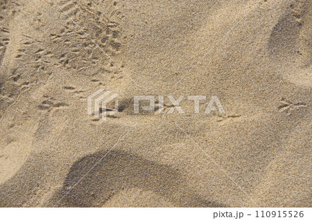 砂浜に残された足跡は誰のもの 110915526