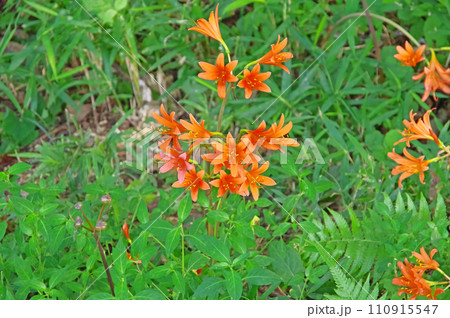 ヒガンバナ科の花オレンジ色のキツネノカミソリ ヒガンバナ科の花オレンジ色のキツネノカミソリ 110915547