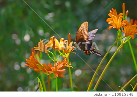 ヒガンバナ科の花オレンジ色のキツネノカミソリ ヒガンバナ科の花オレンジ色のキツネノカミソリ 110915549