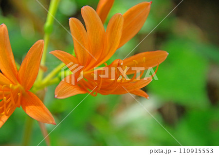 ヒガンバナ科の花オレンジ色のキツネノカミソリ ヒガンバナ科の花オレンジ色のキツネノカミソリ 110915553