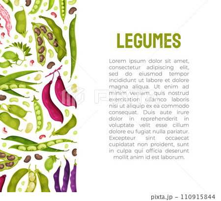 Legume Plant Banner Design with Pod and Bean Vector Template 110915844