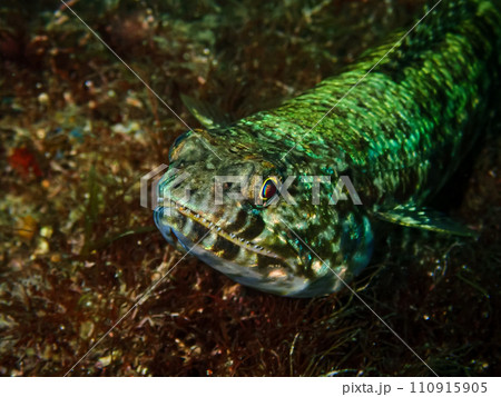 エソ科の魚 エソ科の魚 110915905