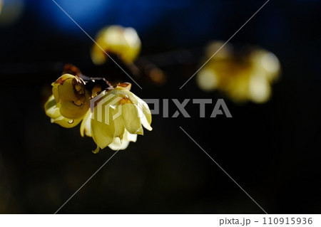 逆光に輝く美しき蠟梅の花 110915936