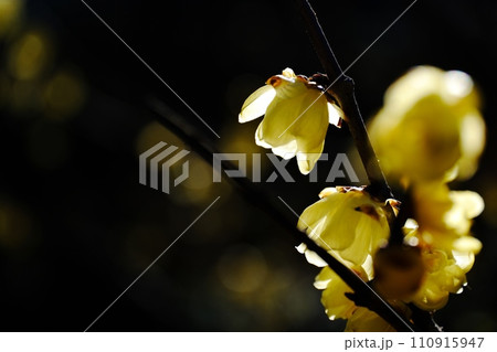 逆光に輝く美しき蠟梅の花 逆光に輝く美しき蠟梅の花 110915947