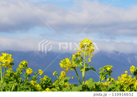 菜の花と比叡山系の山 菜の花と比叡山系の山 110916652