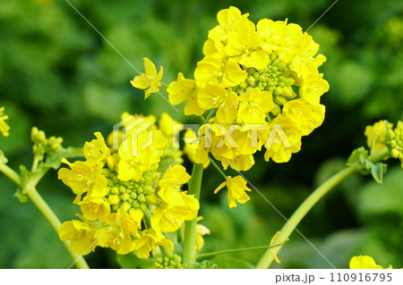寒咲花菜 寒咲花菜 110916795