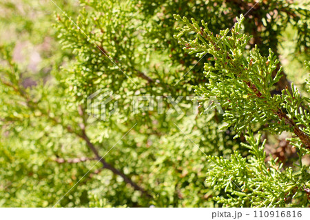 Green juniper branches in the park in spring. 110916816