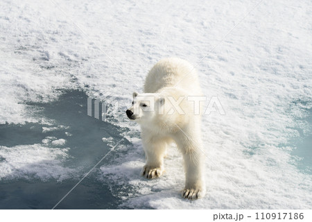 Polar bear (Ursus maritimus) on the pack ice north of Spitsbergen Island, Svalbard, Norway, Scandinavia, Europe Polar bear (Ursus maritimus) on the pack ice north of Spitsbergen Island, Svalbard, Norway, Scandinavia, Europe 110917186