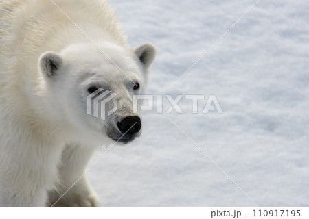 Polar bear (Ursus maritimus) on the pack  ice north of Spitsbergen Island, Svalbard, Norway, Scandinavia, Europe 110917195