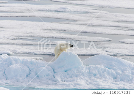Polar bear (Ursus maritimus) on the pack  ice north of Spitsbergen Island, Svalbard, Norway, Scandinavia, Europe 110917235