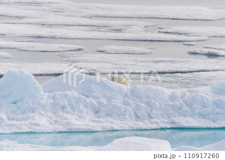 Polar bear (Ursus maritimus) on the pack ice north of Spitsbergen Island, Svalbard, Norway, Scandinavia, Europe Polar bear (Ursus maritimus) on the pack ice north of Spitsbergen Island, Svalbard, Norway, Scandinavia, Europe 110917260