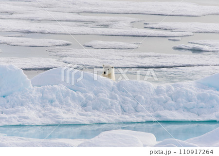 Polar bear (Ursus maritimus) on the pack ice north of Spitsbergen Island, Svalbard, Norway, Scandinavia, Europe Polar bear (Ursus maritimus) on the pack ice north of Spitsbergen Island, Svalbard, Norway, Scandinavia, Europe 110917264