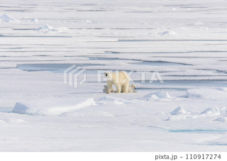 Polar bear (Ursus maritimus) on the pack  ice north of Spitsbergen Island, Svalbard, Norway, Scandinavia, Europe 110917274