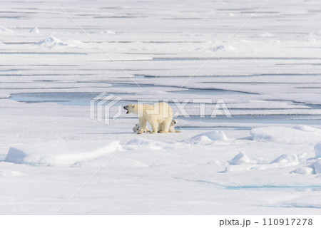 Polar bear (Ursus maritimus) on the pack  ice north of Spitsbergen Island, Svalbard, Norway, Scandinavia, Europe 110917278