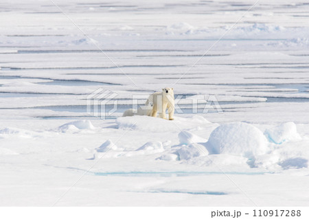 Polar bear (Ursus maritimus) on the pack ice north of Spitsbergen Island, Svalbard, Norway, Scandinavia, Europe Polar bear (Ursus maritimus) on the pack ice north of Spitsbergen Island, Svalbard, Norway, Scandinavia, Europe 110917288