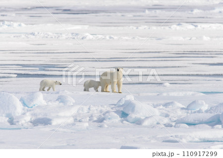 Polar bear mother (Ursus maritimus) and twin cubs on the pack ice, north of Svalbard Arctic Norway 110917299