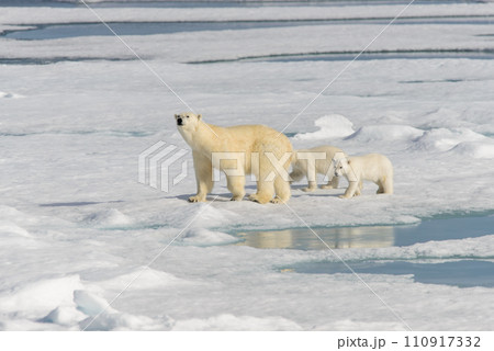 Polar bear mother (Ursus maritimus) and twin cubs on the pack ice, north of Svalbard Arctic Norway 110917332