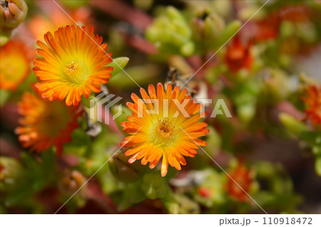 Ice Plant Orange Wonder 110918472