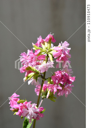 Double pink soapwort 110918473
