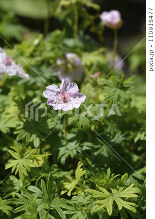 Bloody cranesbill 110918477