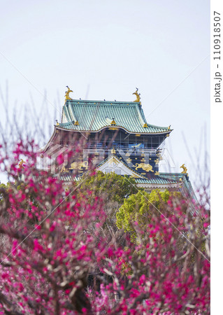 満開の大阪城梅林から望む大阪城天守閣 満開の大阪城梅林から望む大阪城天守閣 110918507