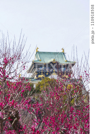 満開の大阪城梅林から望む大阪城天守閣 110918508